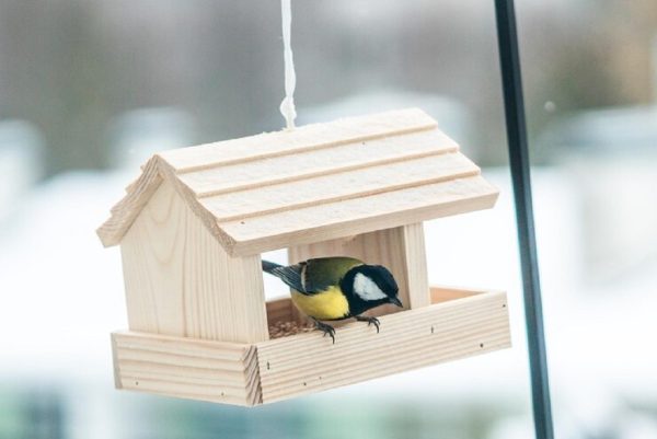 Орнитолог Чернецов рассказал, чем категорически нельзя кормить птиц осенью